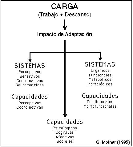 Que es anabolicas y catabolicas